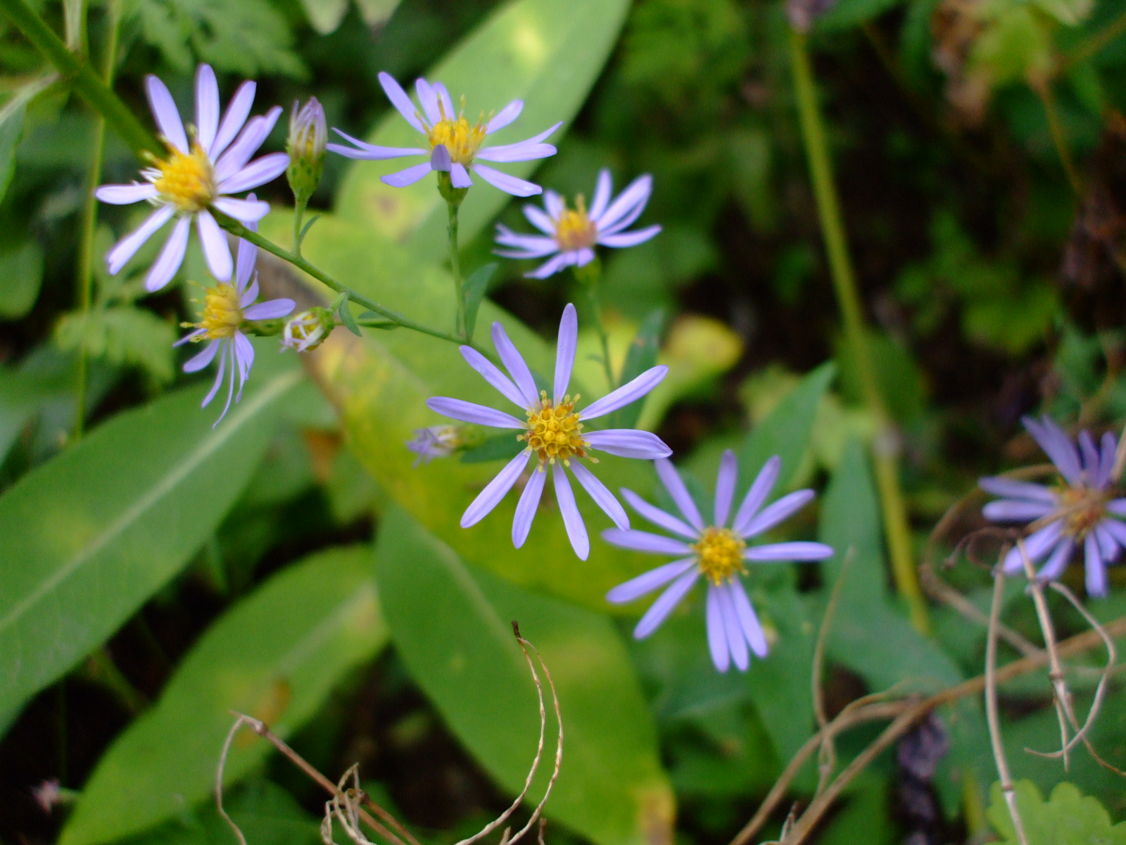 Aster laevis